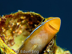 Say, Cheese! Taken in Mataking, with Canon G9. by Edvin Eng 